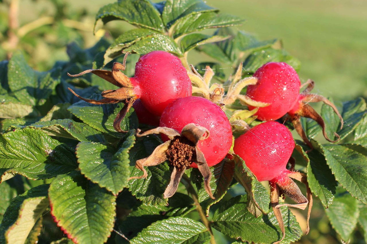 rose hip autumn red free photo