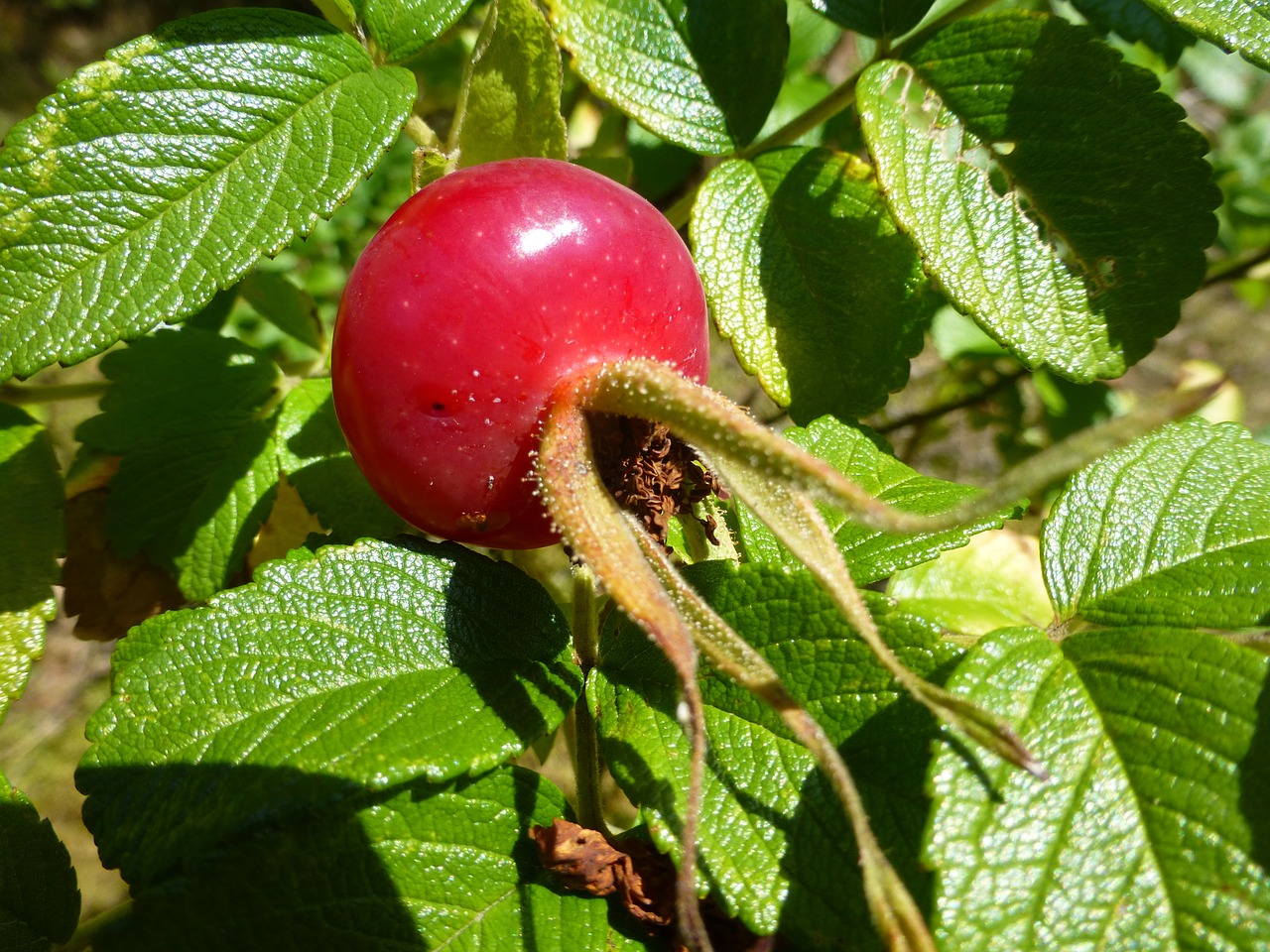 rose hip red fruit free photo