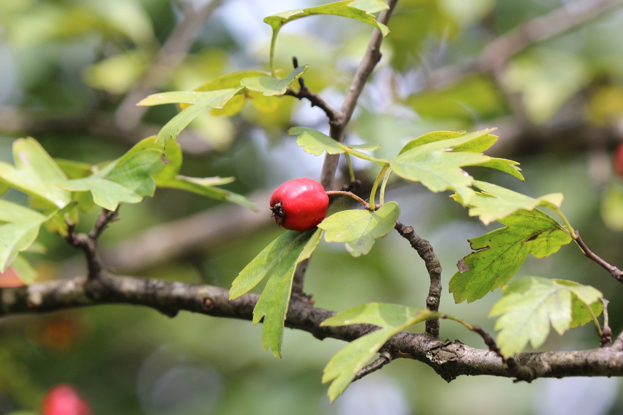 rose hip nature fruit free photo