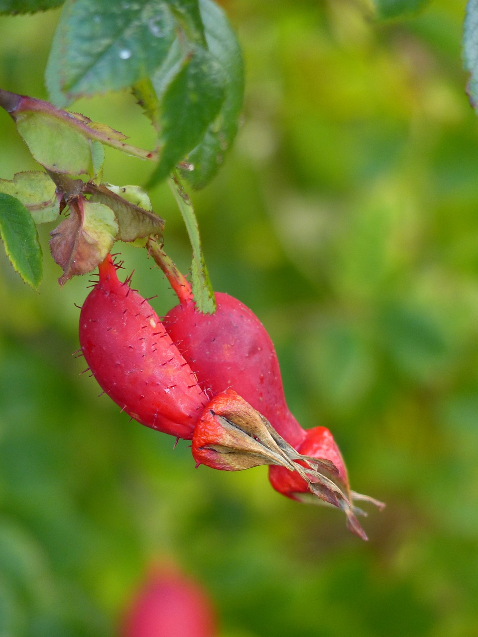 rose hips garden red free photo