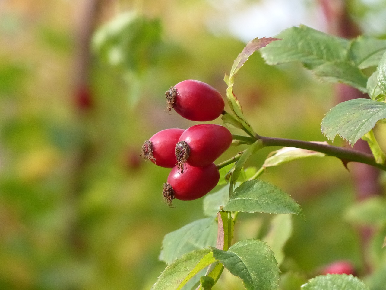 rose hips berry bush free photo