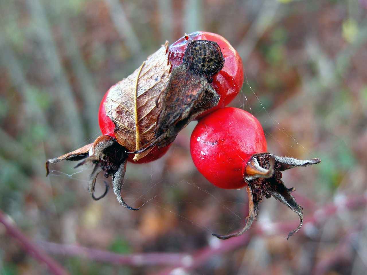 rose hips red berry free photo