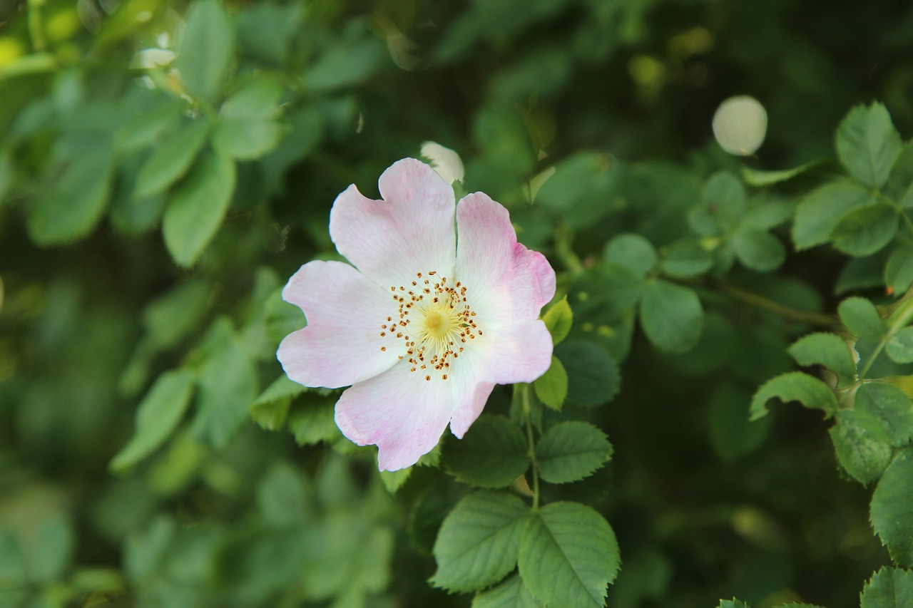 rose hips  wild rose  wild flowers free photo