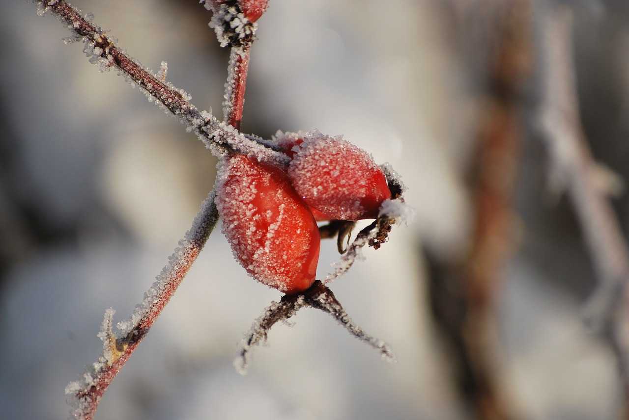 rose hips  winter  frost free photo