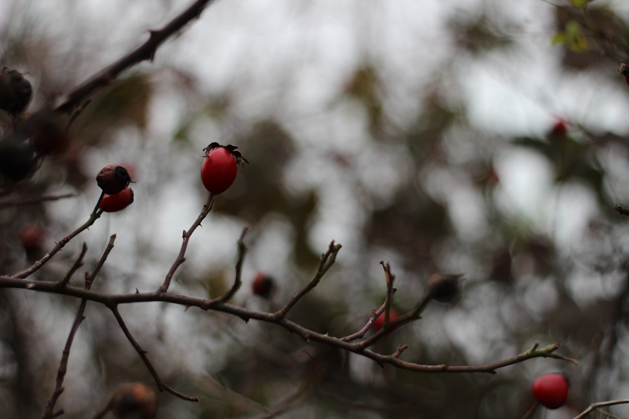 rose hips autumn red free photo