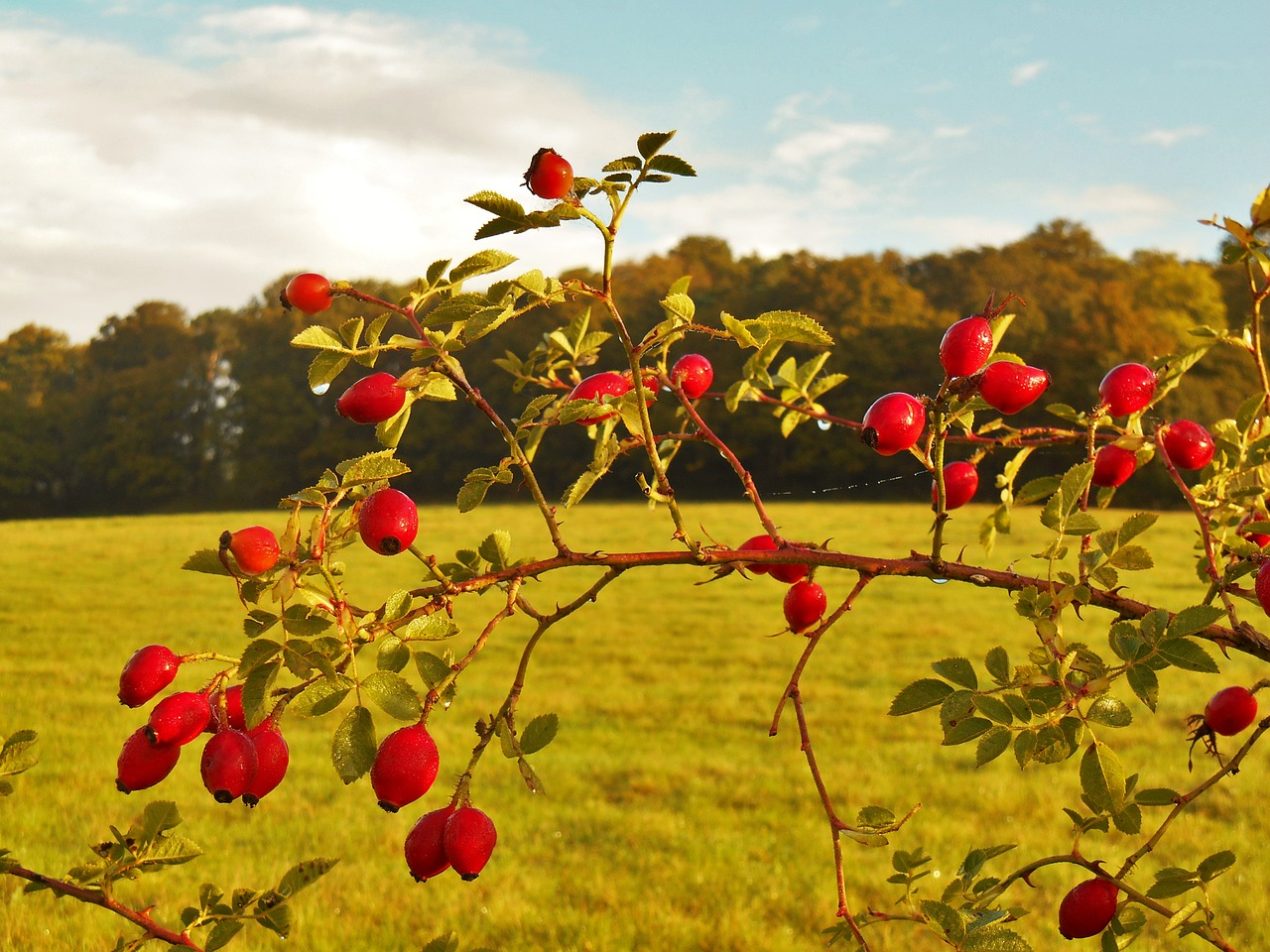 rose hips autumn meadow free photo