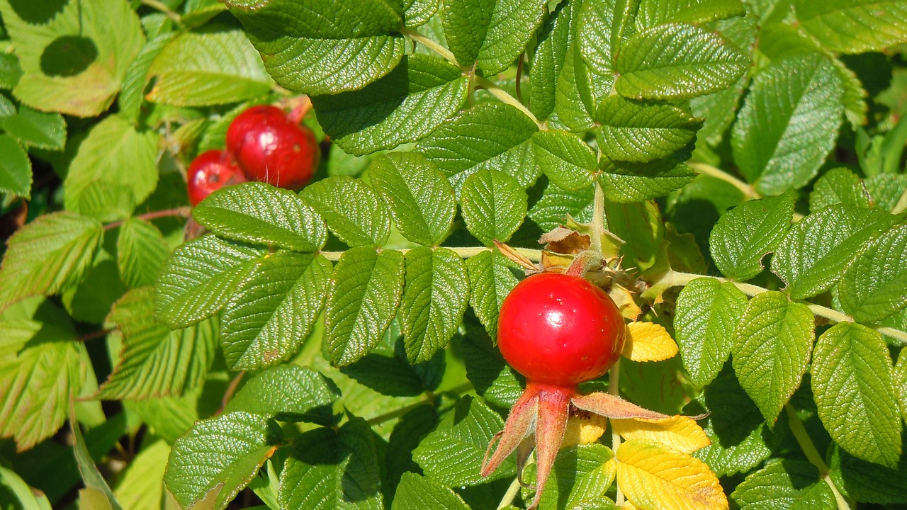 rose hips berry red free photo