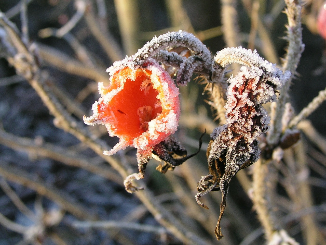 rose hips frost winter free photo