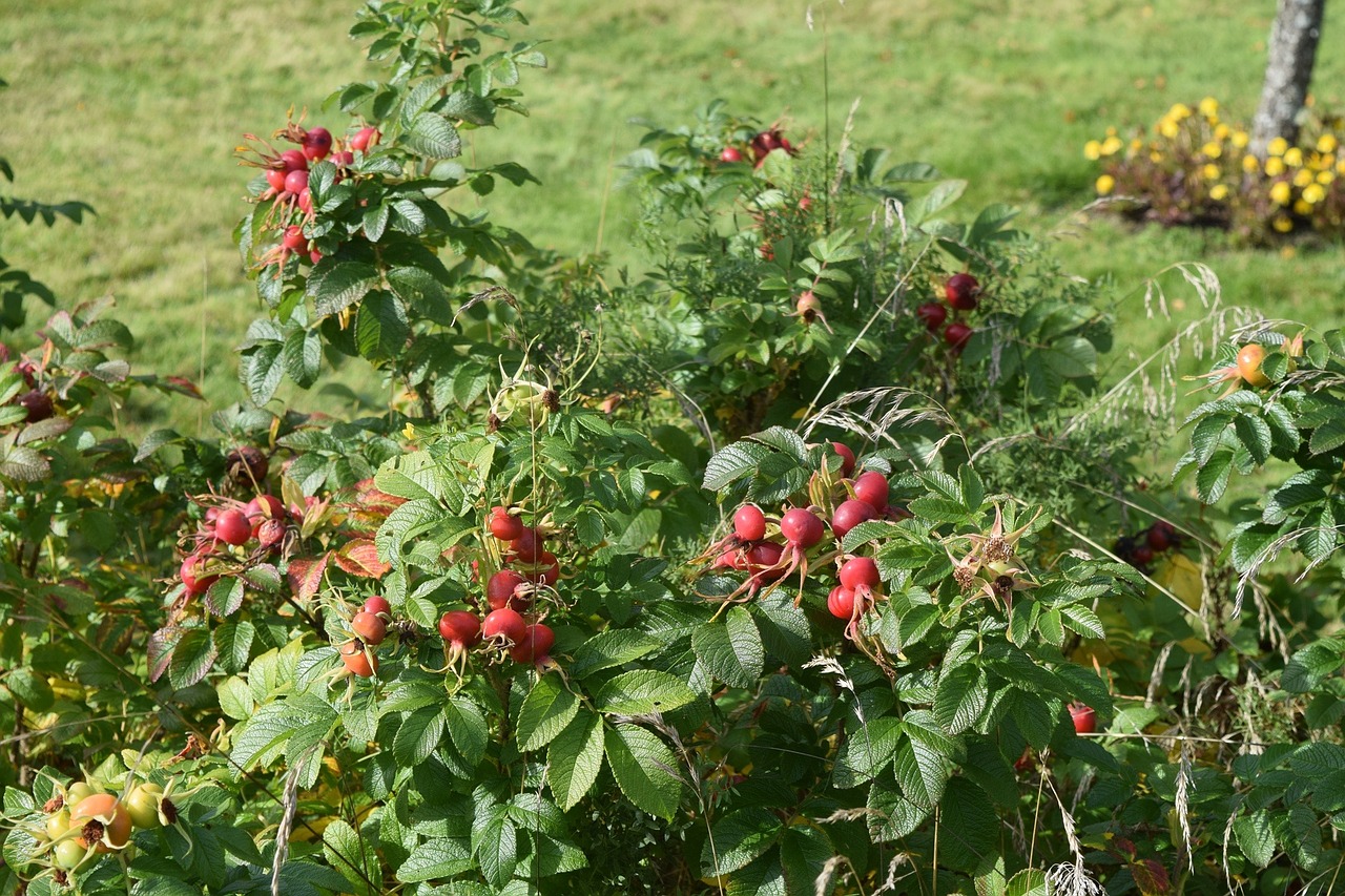 rose hips bush nature free photo