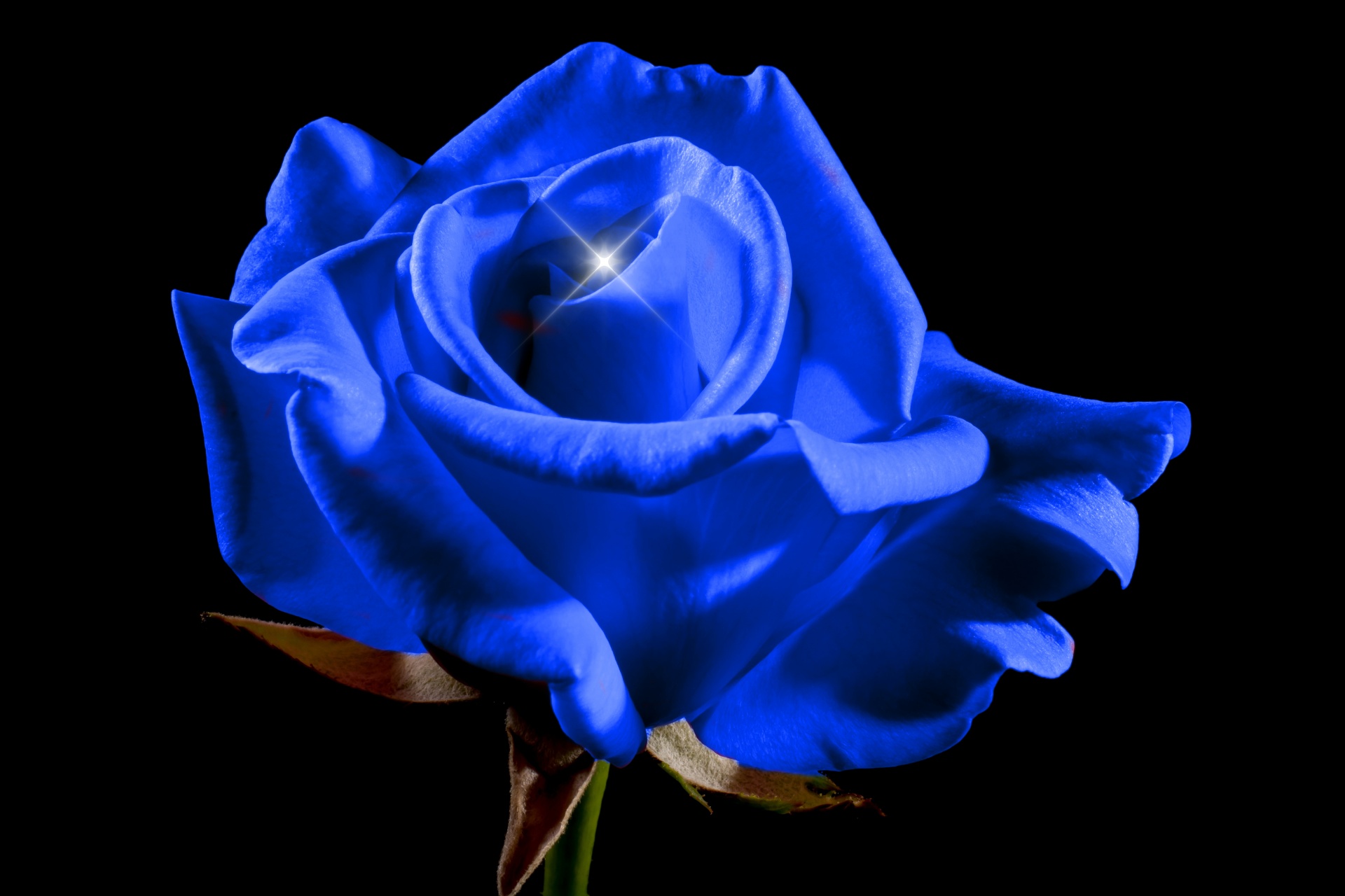 Синяя роза в огне