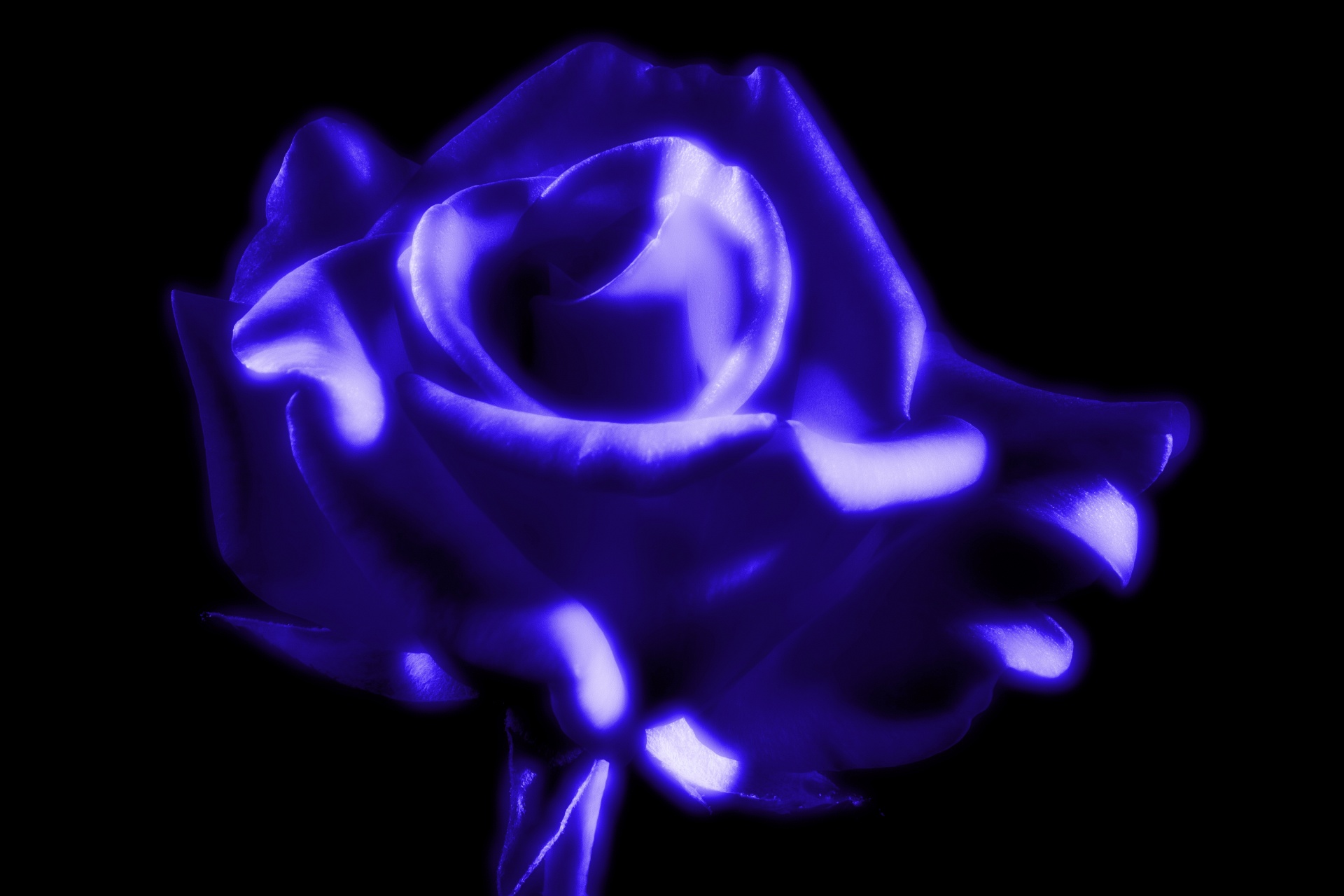 roses blue background free photo