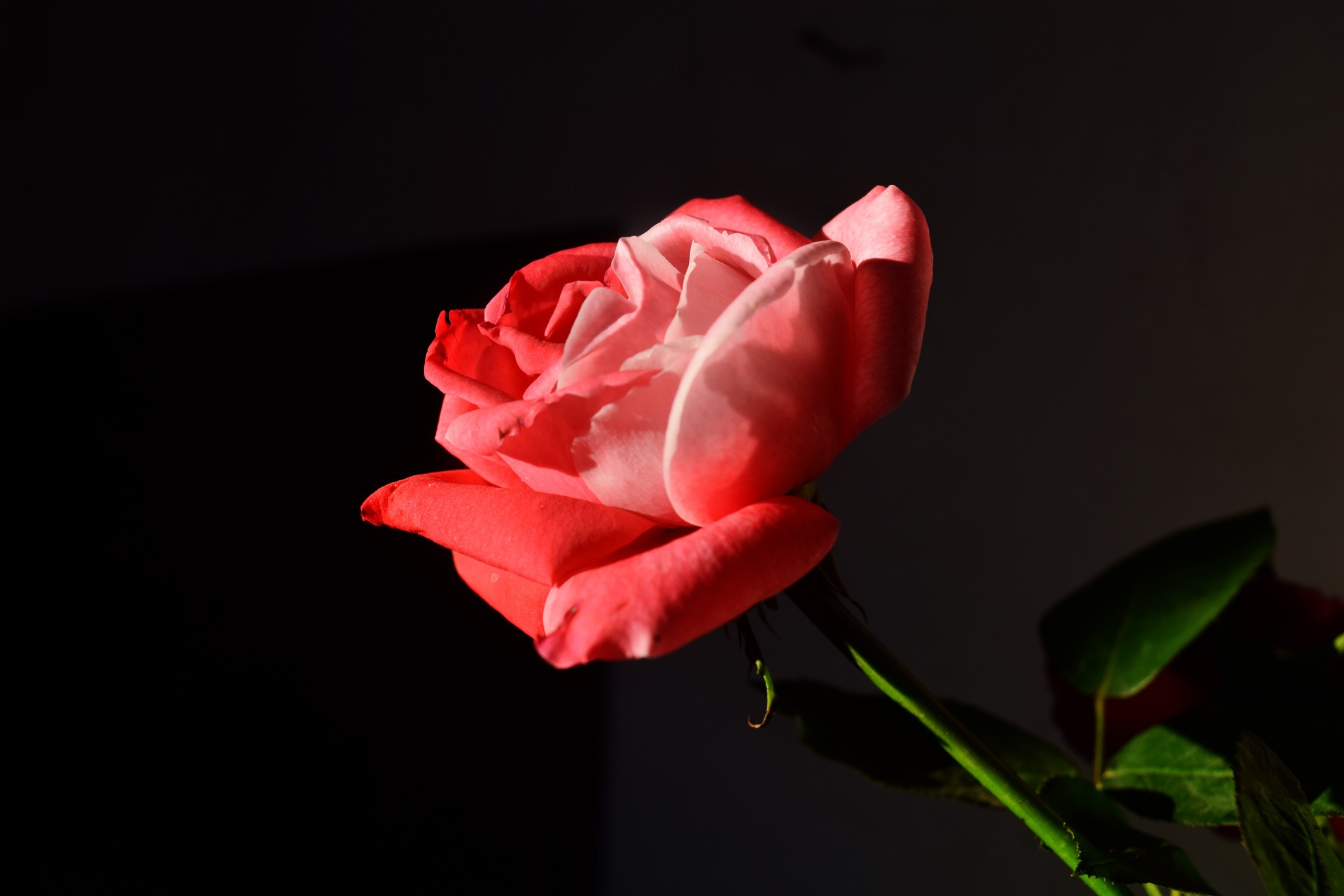 rose flower red free photo