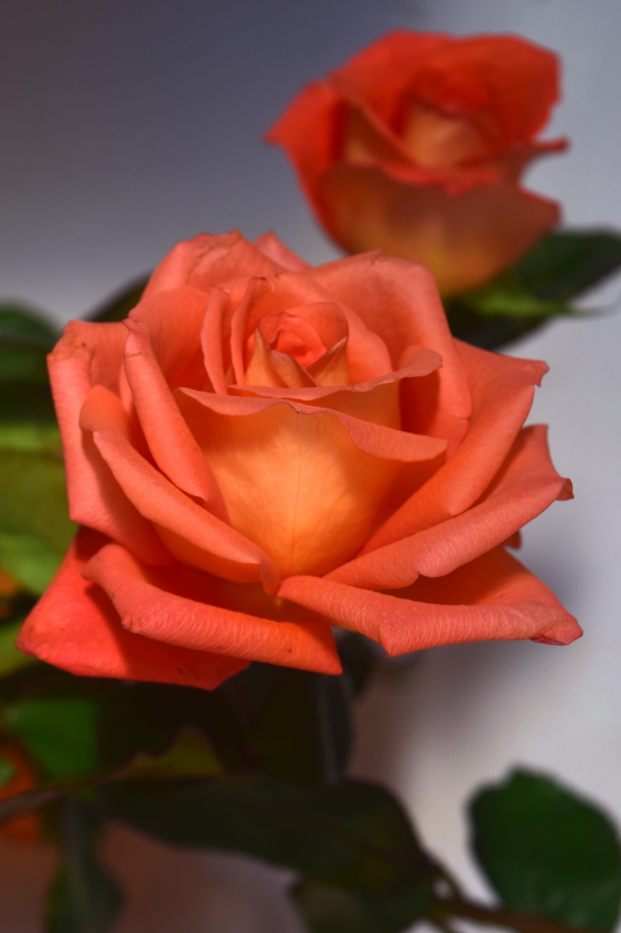 rose flower peach free photo