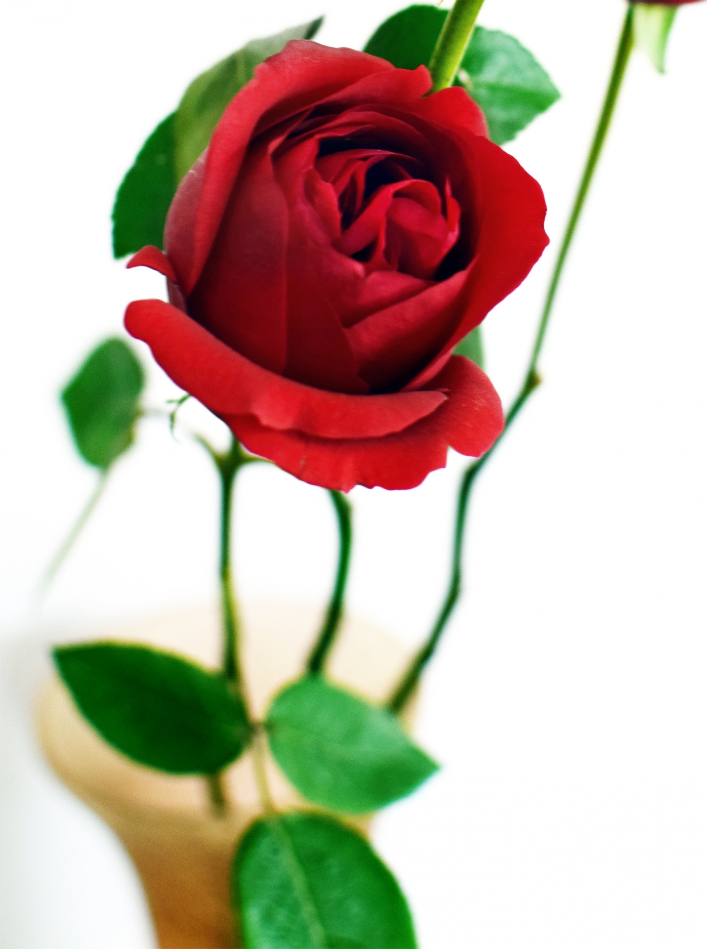 rose flower red free photo