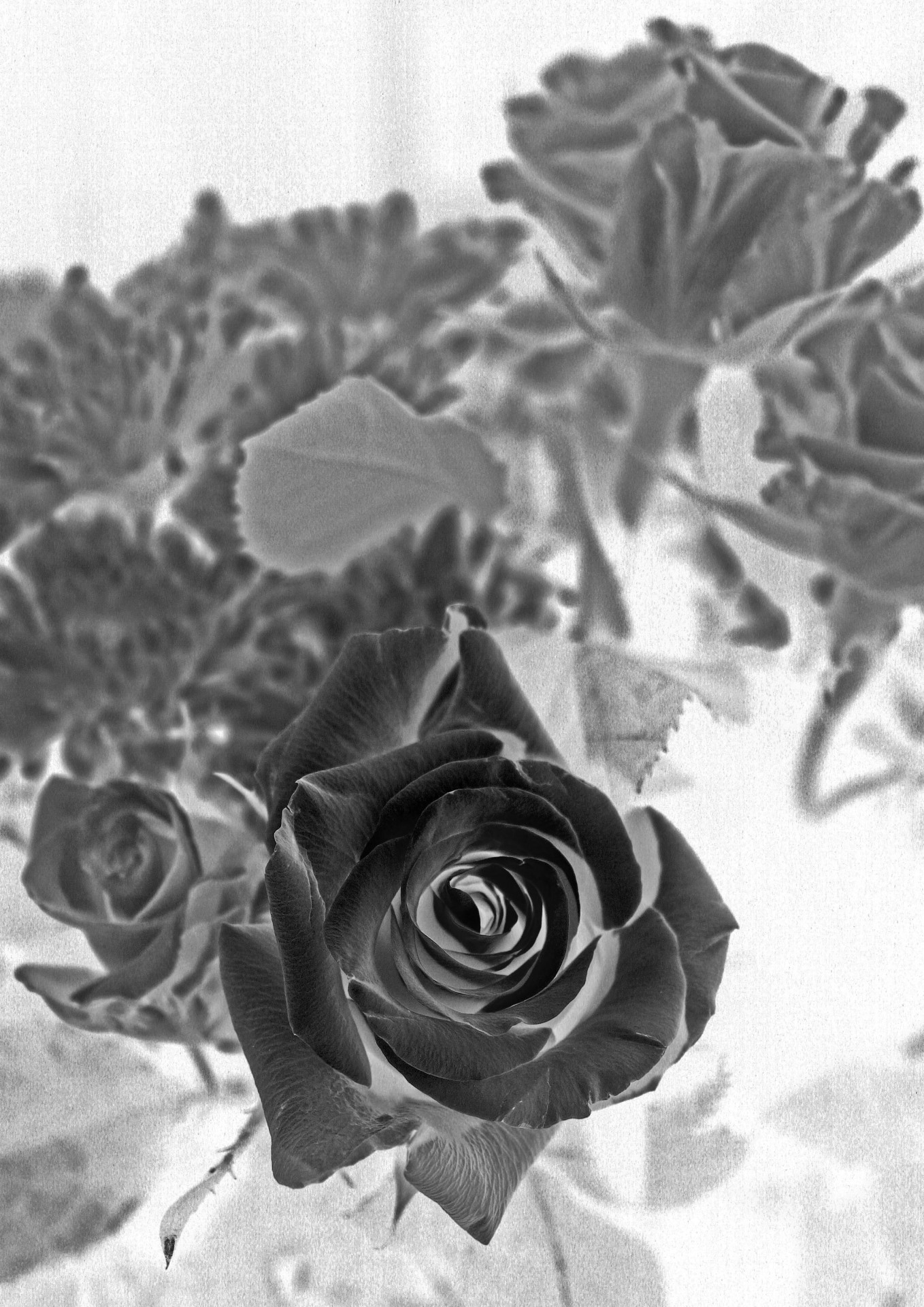 black white flower free photo