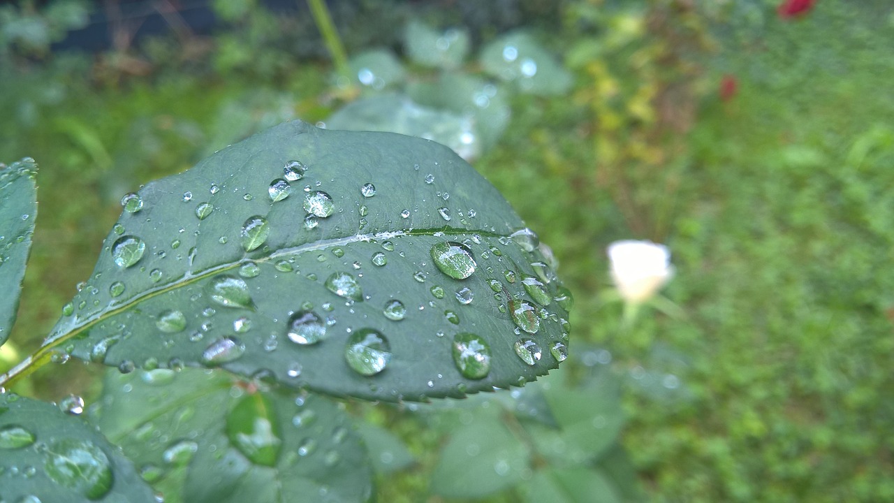 rose leaf leaf rain drops free photo