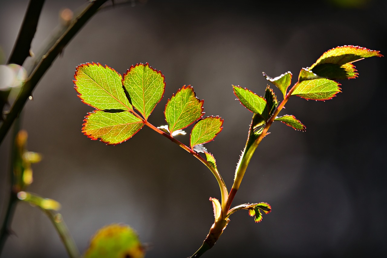 rose leaf  twig  rose bush free photo