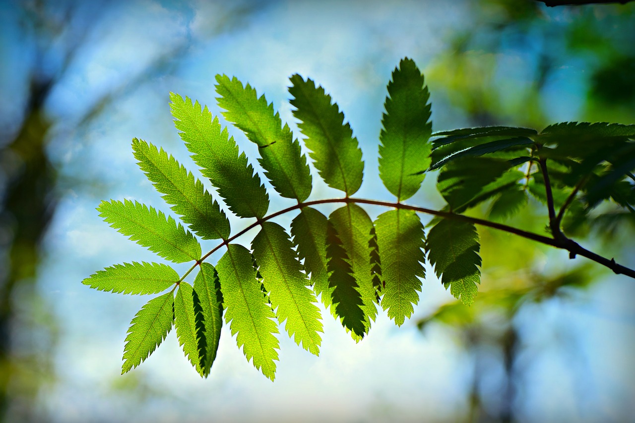 rose leaf  foliage  twig free photo