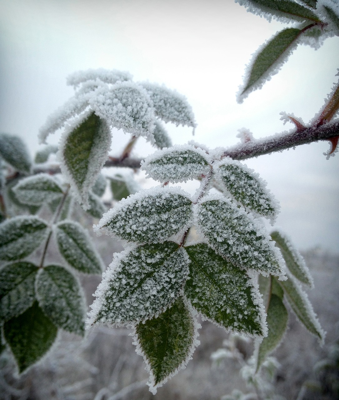 rose leaves tree frozen free photo