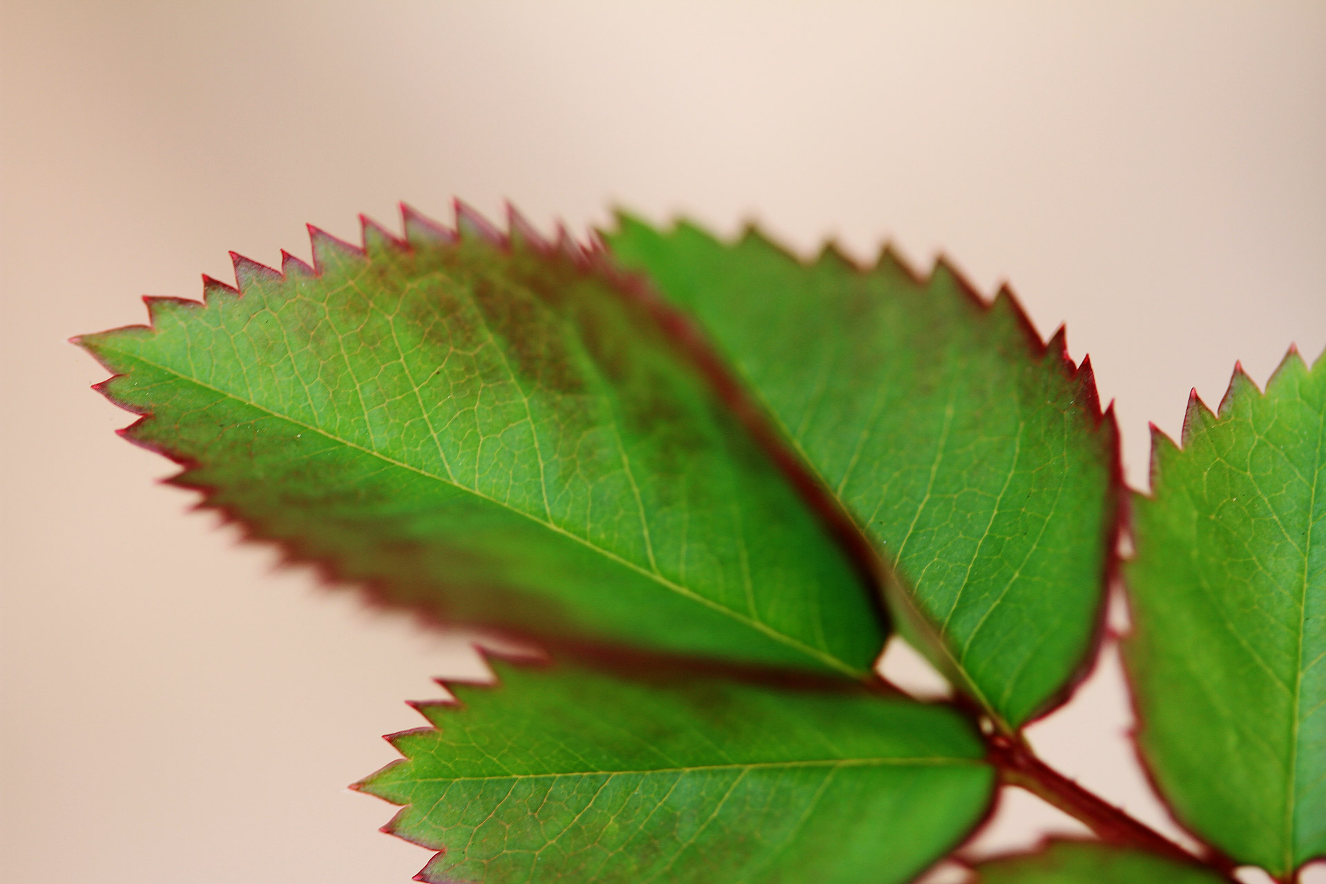 rose rose leaves new leaves free photo