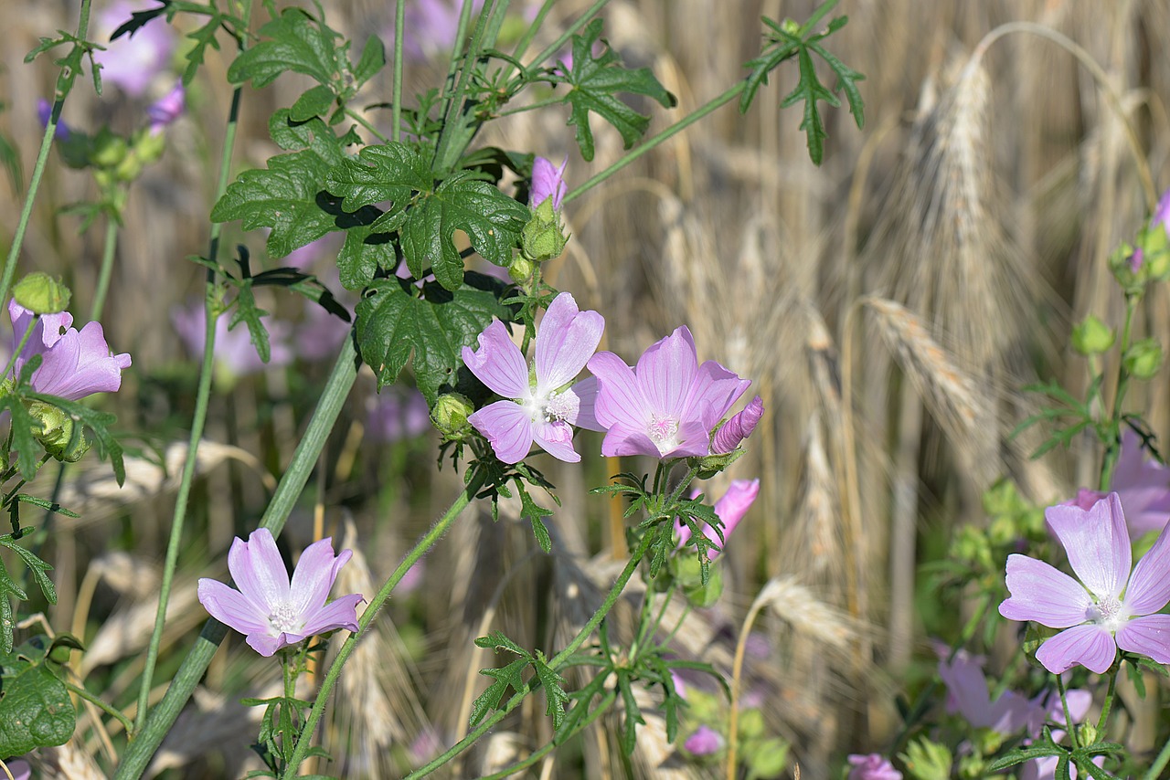 rose mallow flowers sigmar wurz free photo