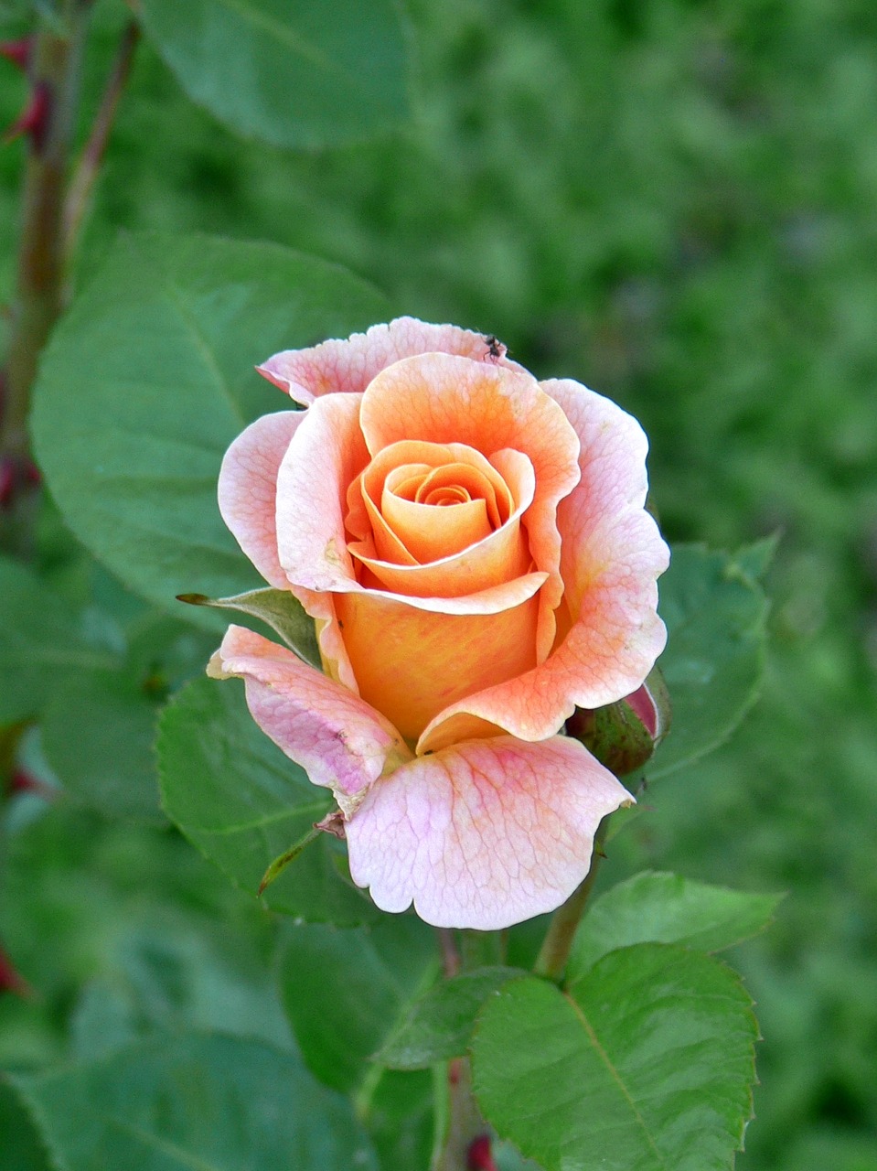 rose-marie height apricot rose bloom free photo