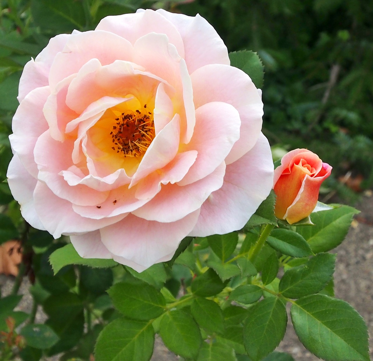 rose marie height  rosé - apricot  dieter hausen free photo