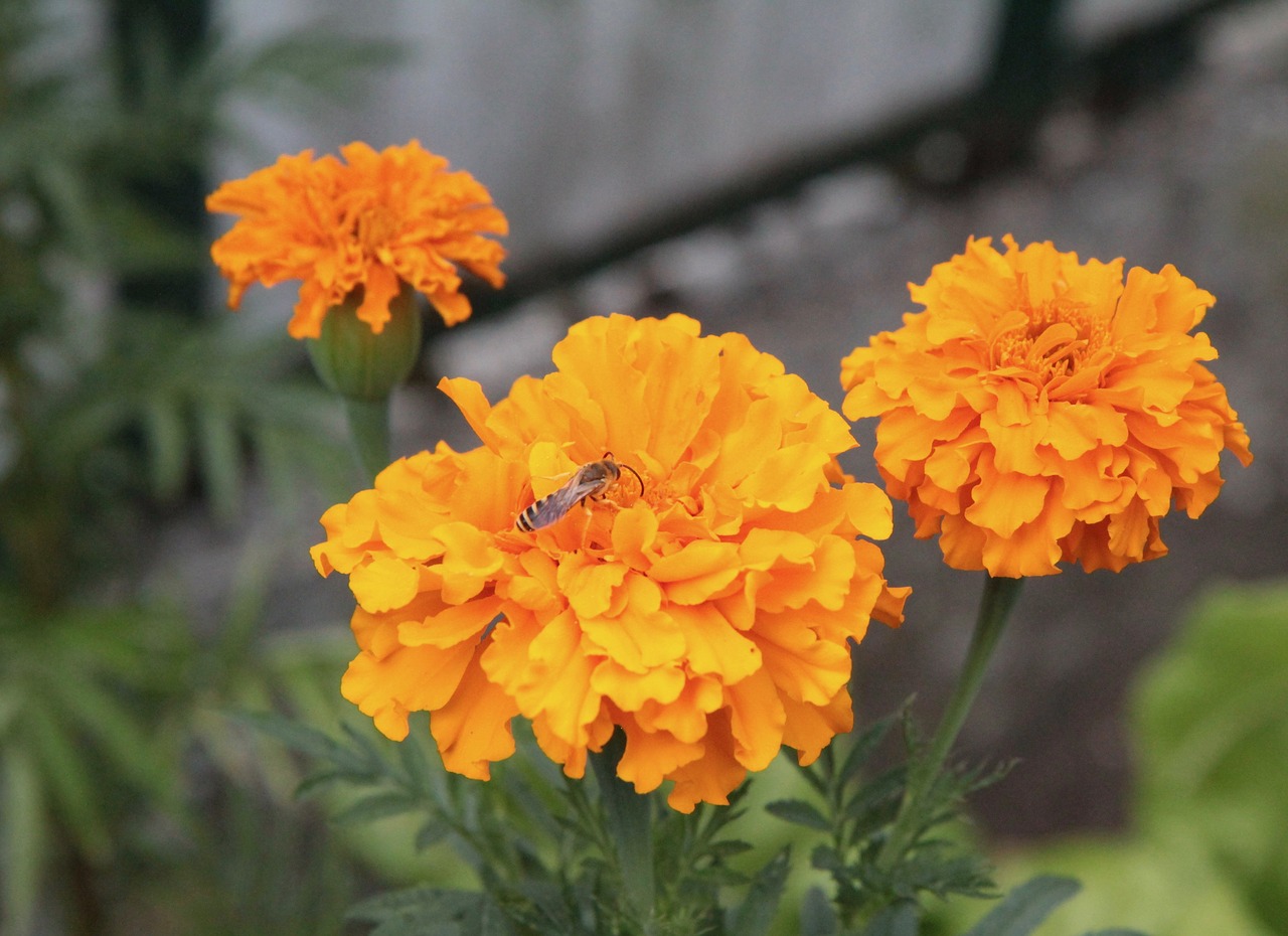 rose of india  golden yellow  yellow flowers free photo