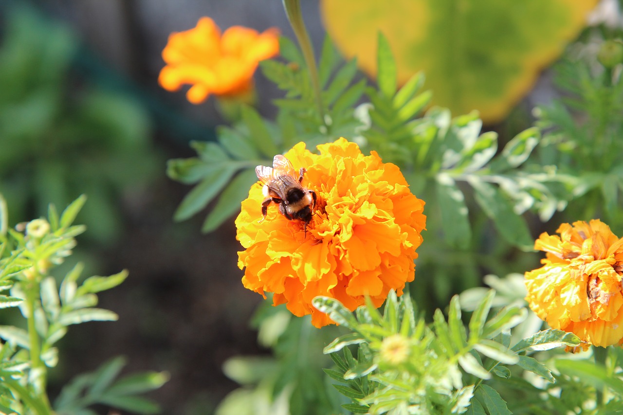 rose of india  yellow flower  insect free photo