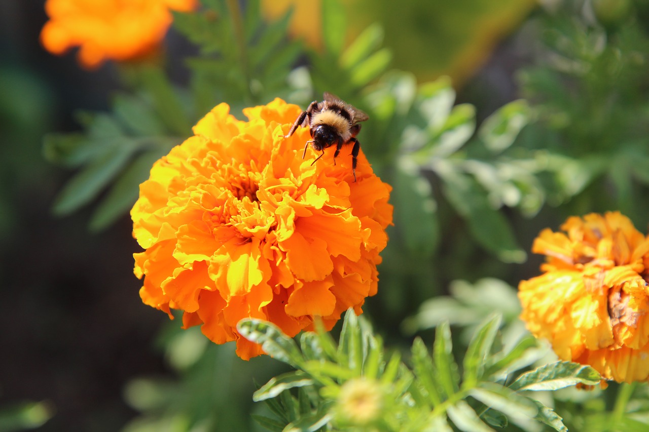 rose of india  yellow flower  insect free photo