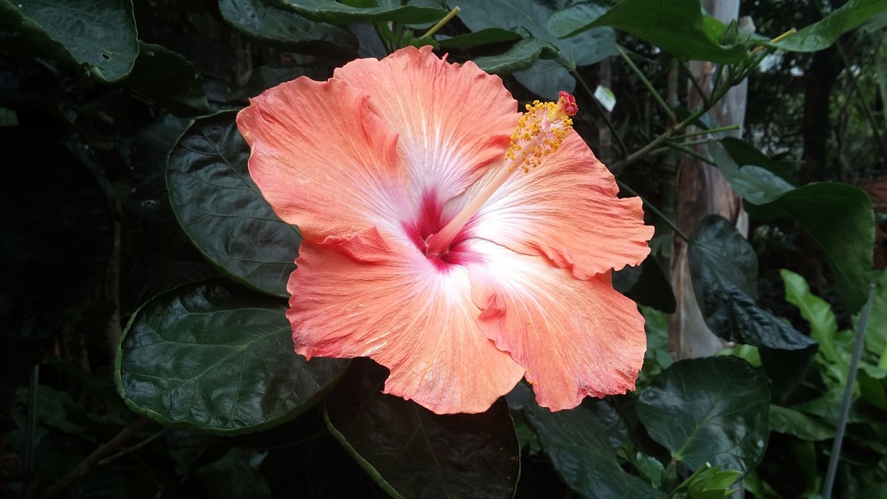 rose of sharon korean flower chrysanthemums in korea free photo