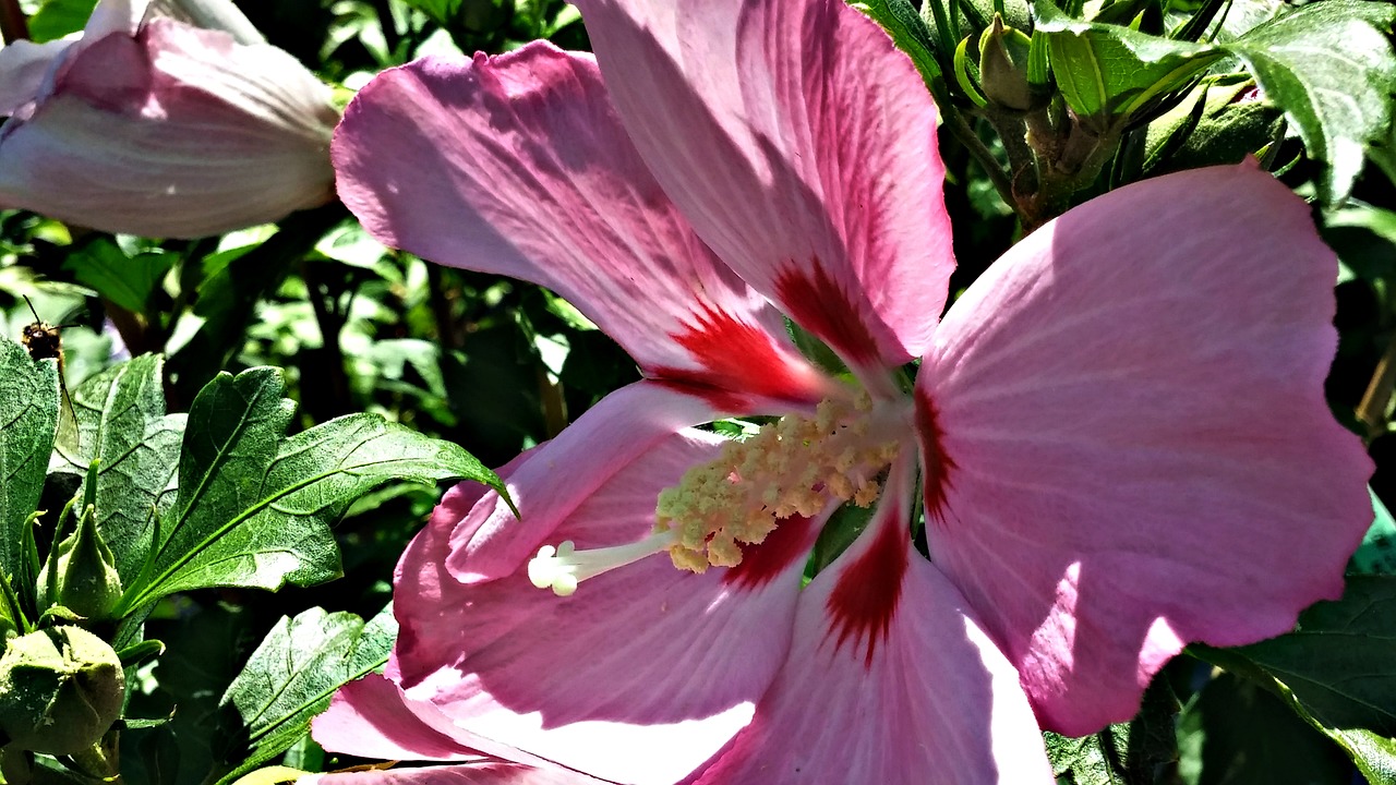 rose of sharon pink bee free photo