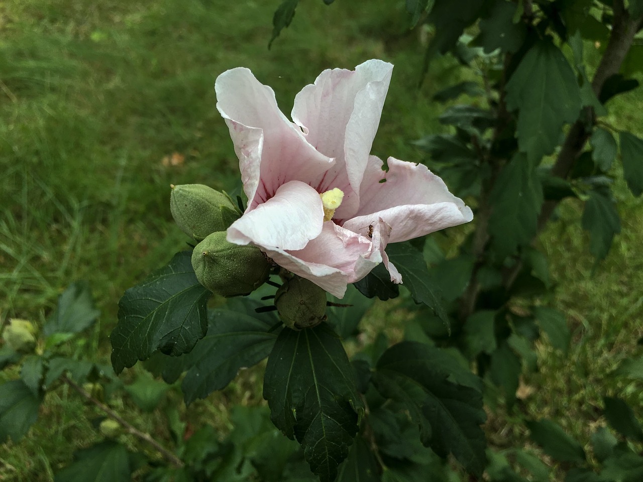 rose of sharon flower nature free photo