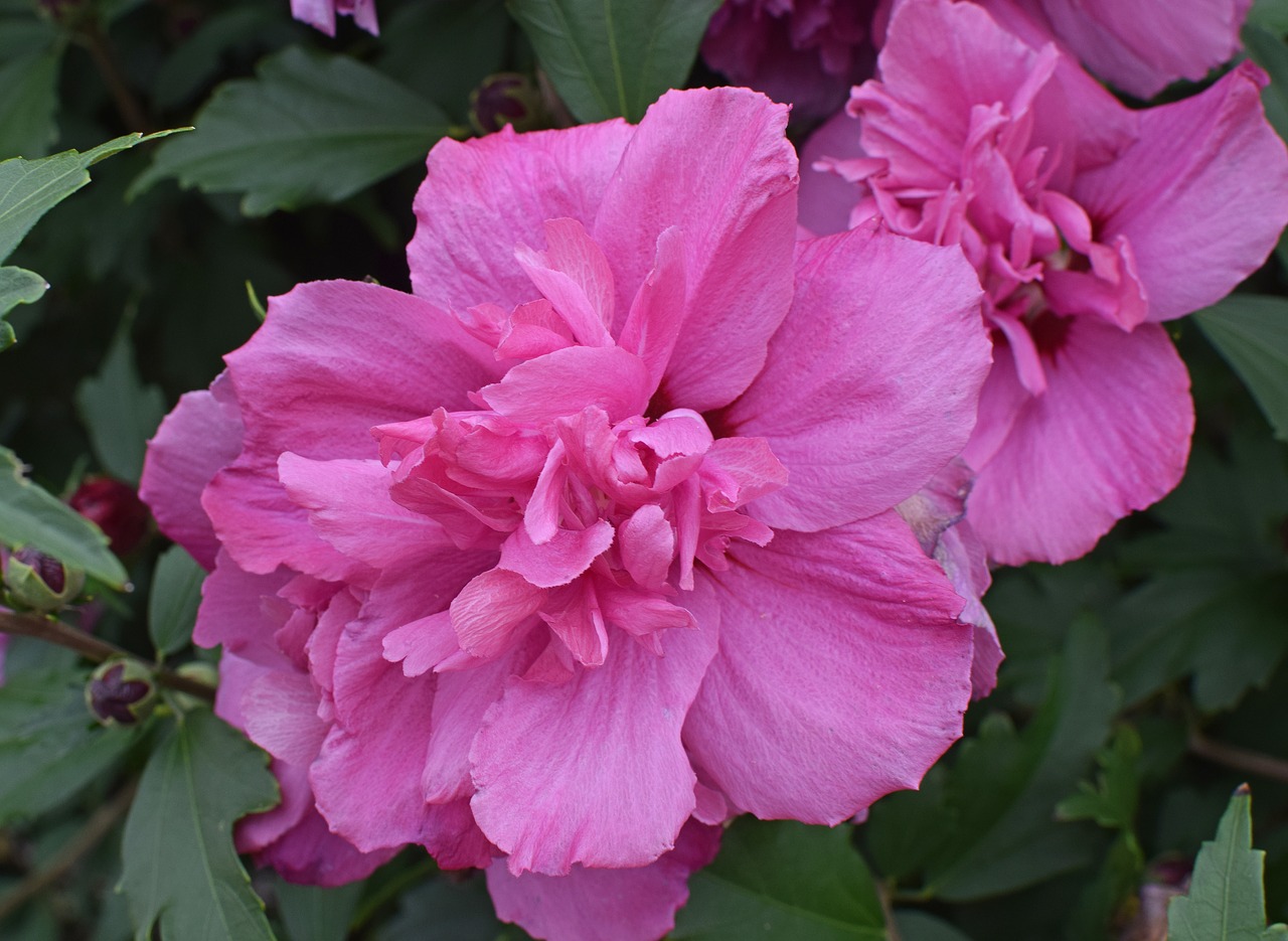 rose of sharon flower blossom free photo