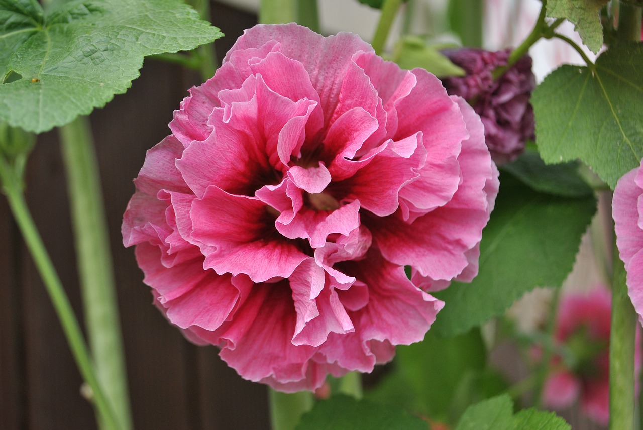 rose of sharon  garden  plants free photo