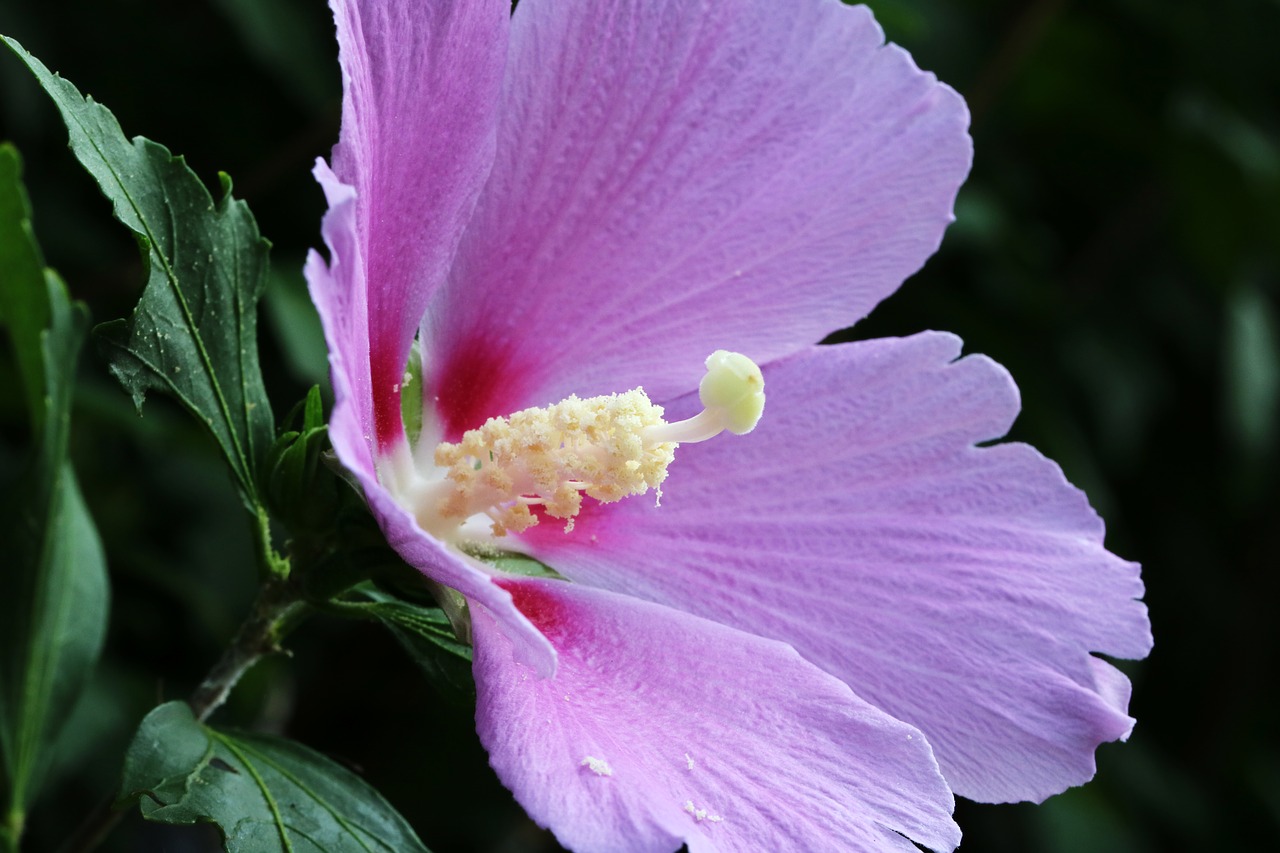 rose of sharon  south korea national  flowers free photo