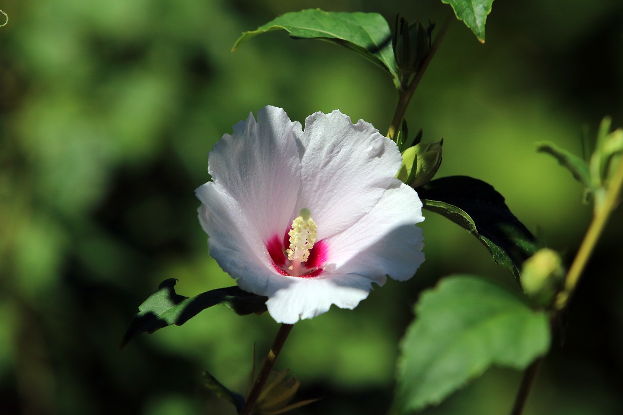 rose of sharon  wood  south korea national free photo