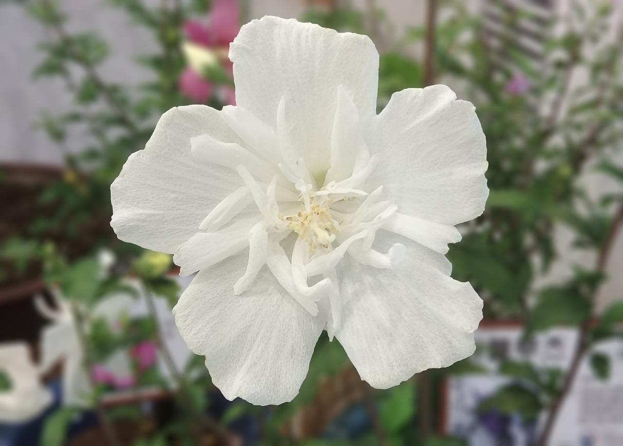 rose of sharon  department established  white rose of sharon free photo