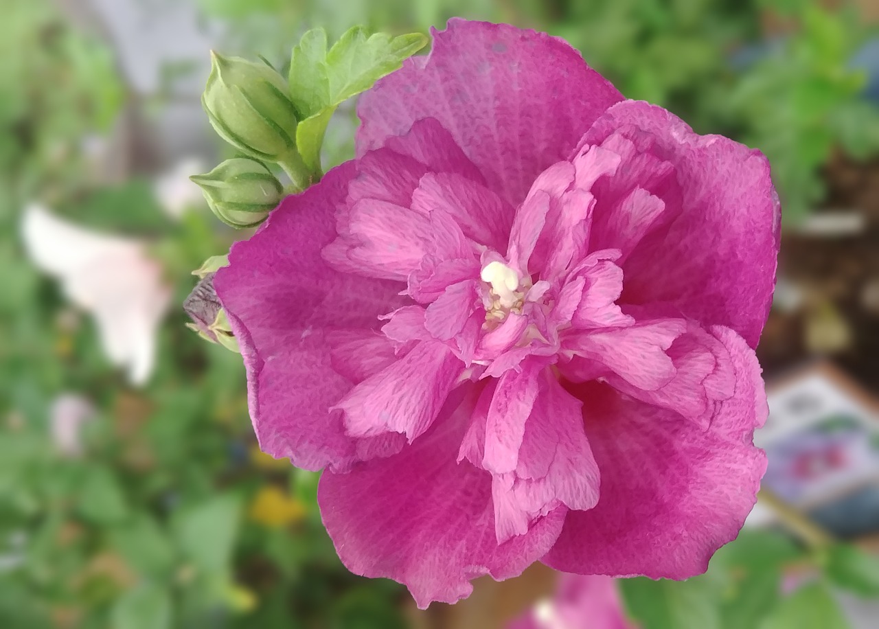 rose of sharon  acid  fold no change free photo