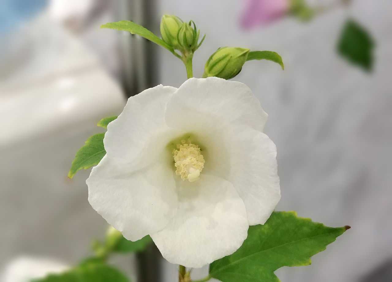 rose of sharon  jade her  white flower free photo