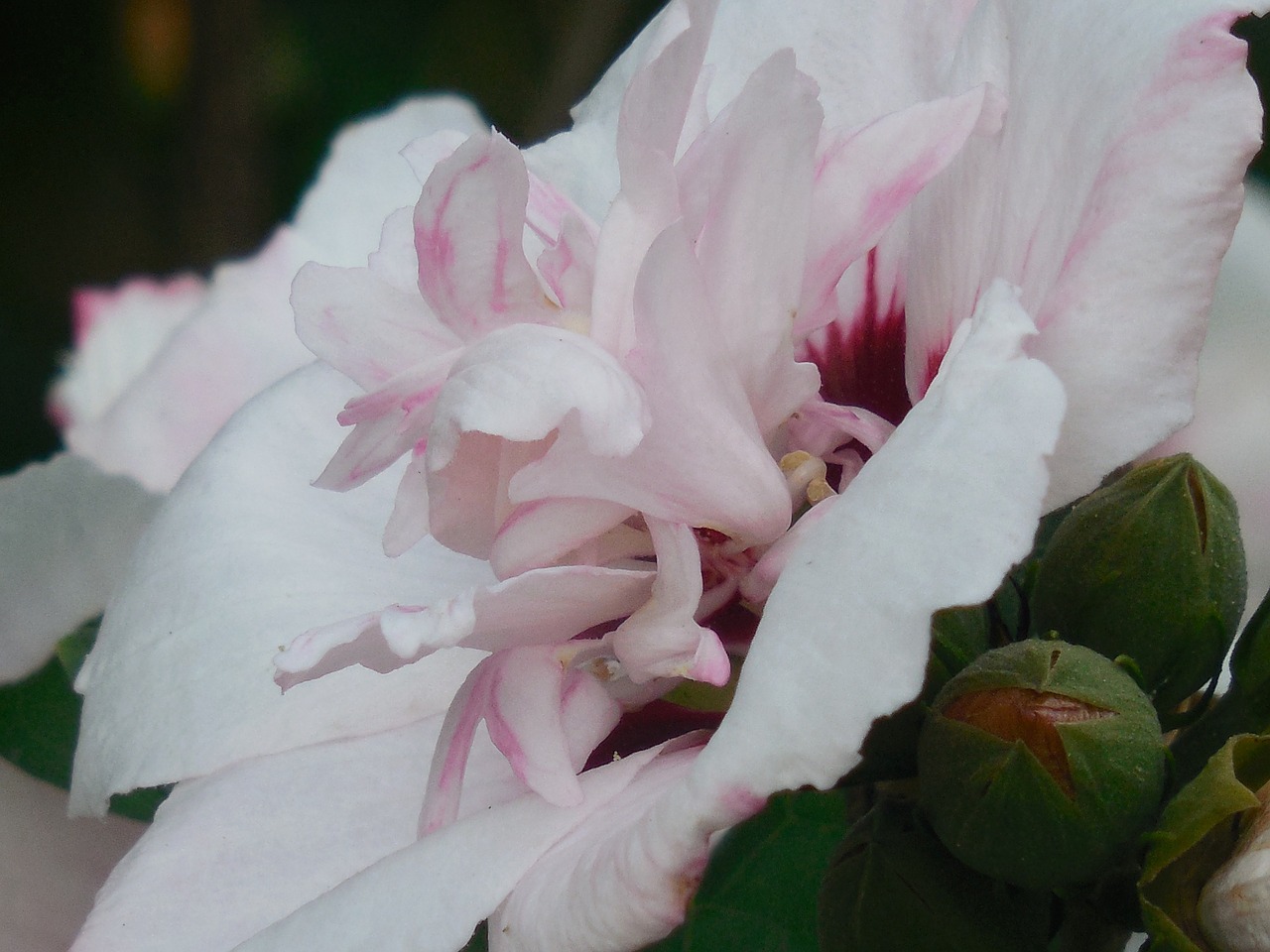 rose of sharon hibiscus flower free photo