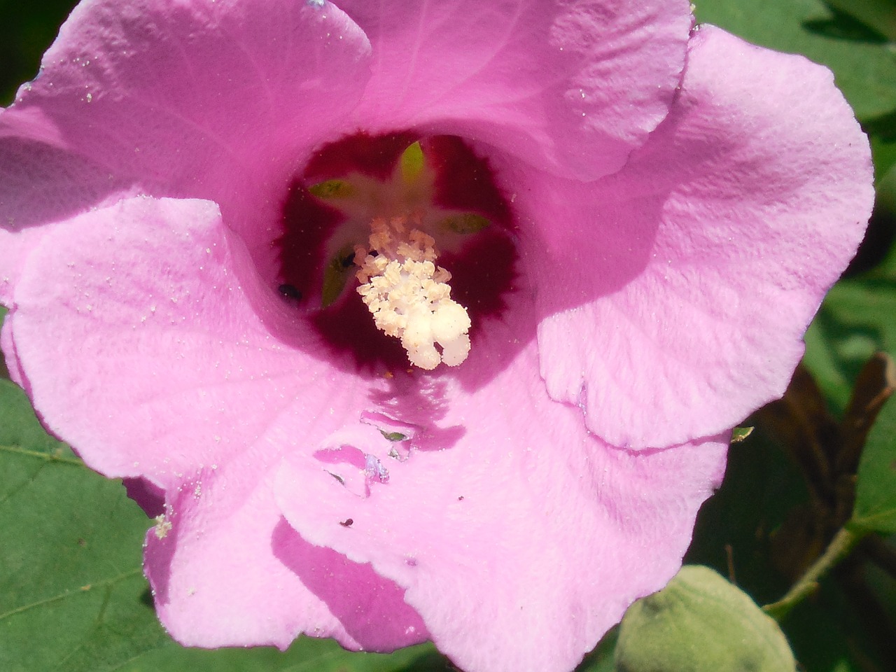 rose of sharon hibiscus flower free photo