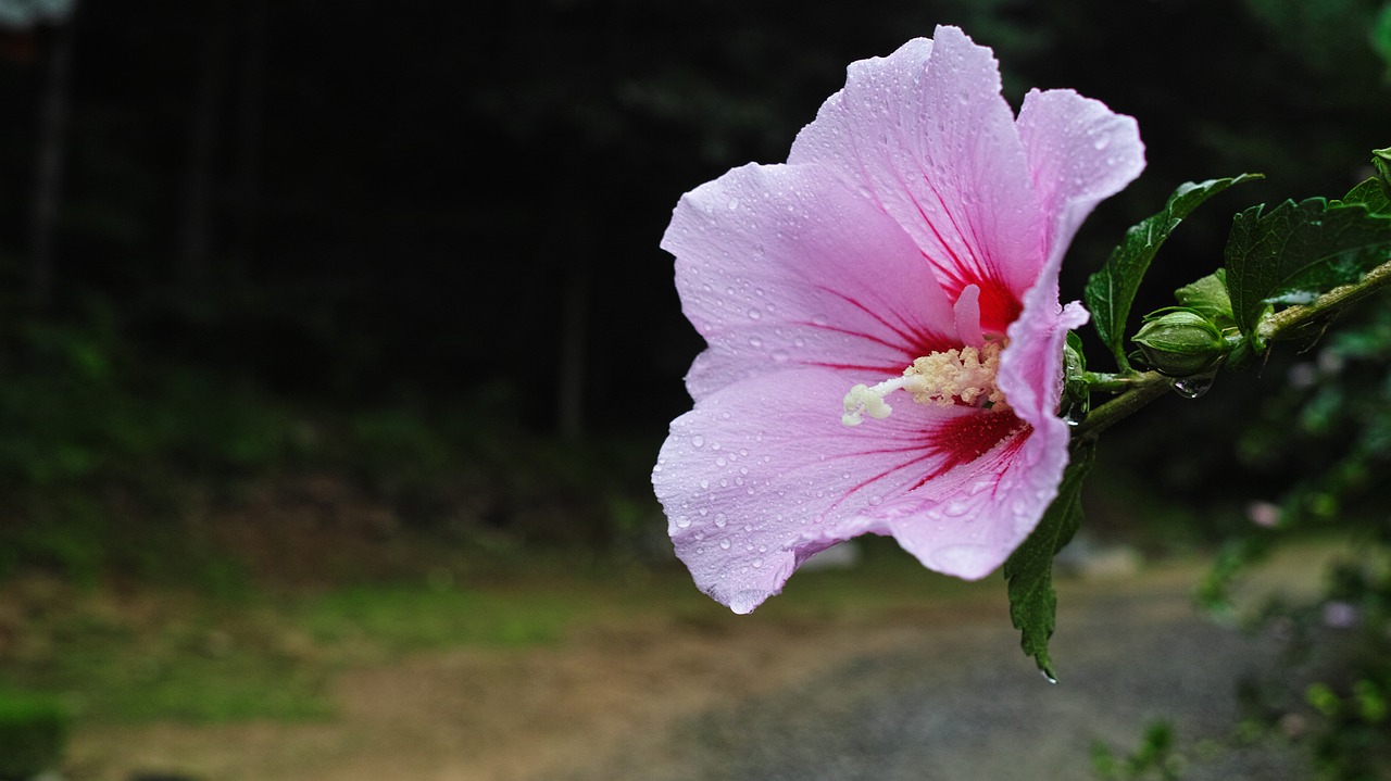 rose of sharon floral emblem a rainy day free photo