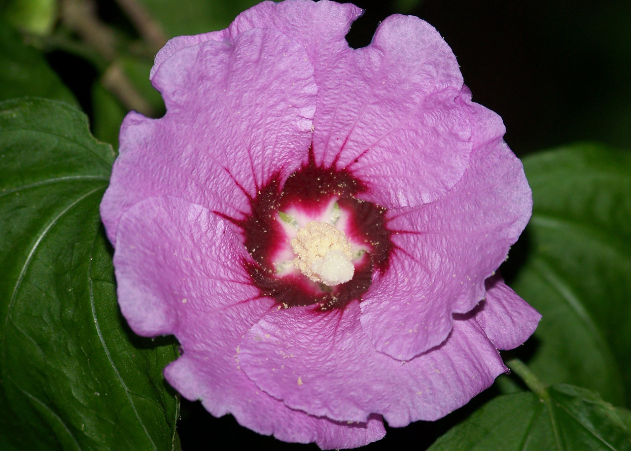 rose of sharon free photo