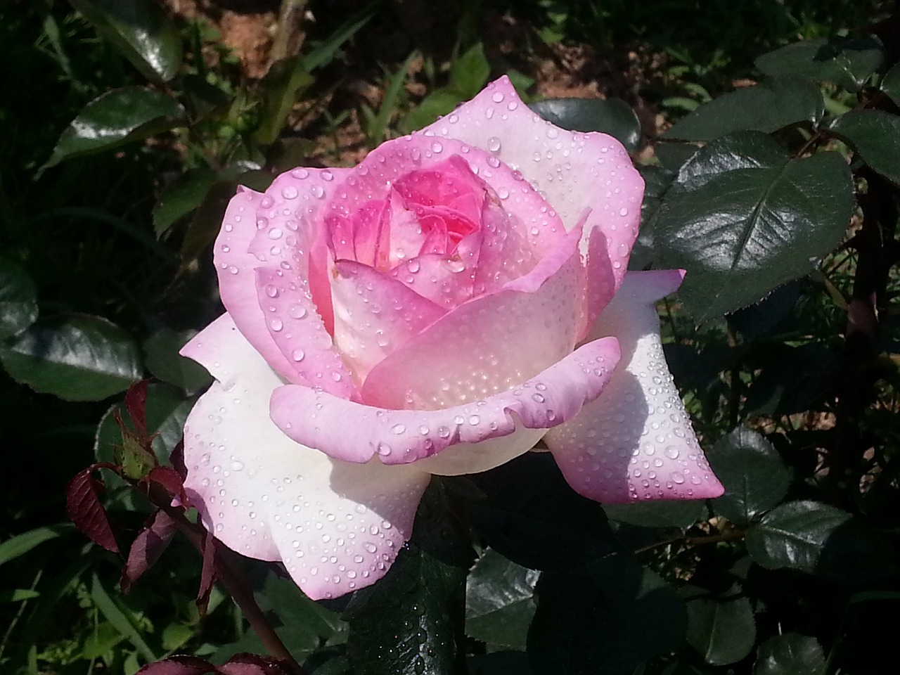 rose park changwon rose free photo