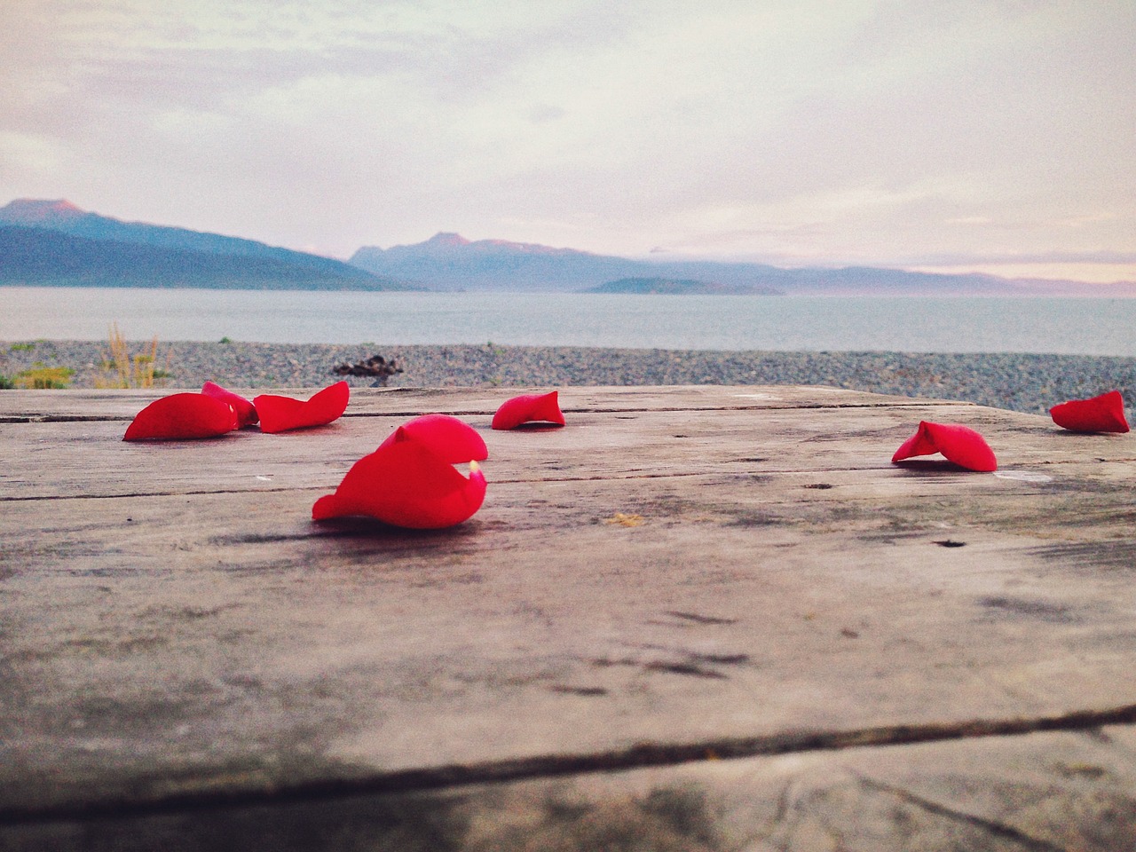 rose pedals dock rocks free photo