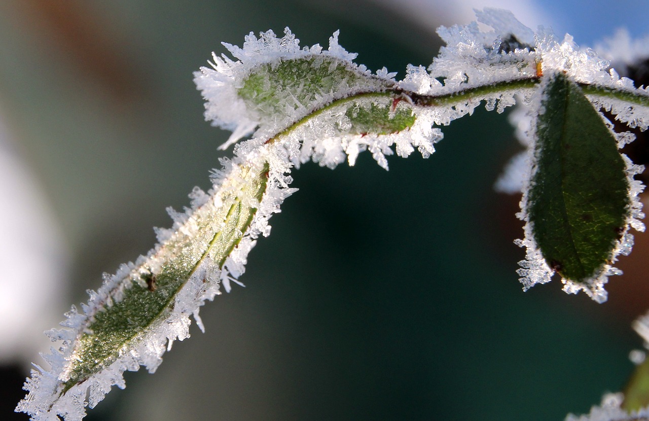 rose petals frozen frost free photo