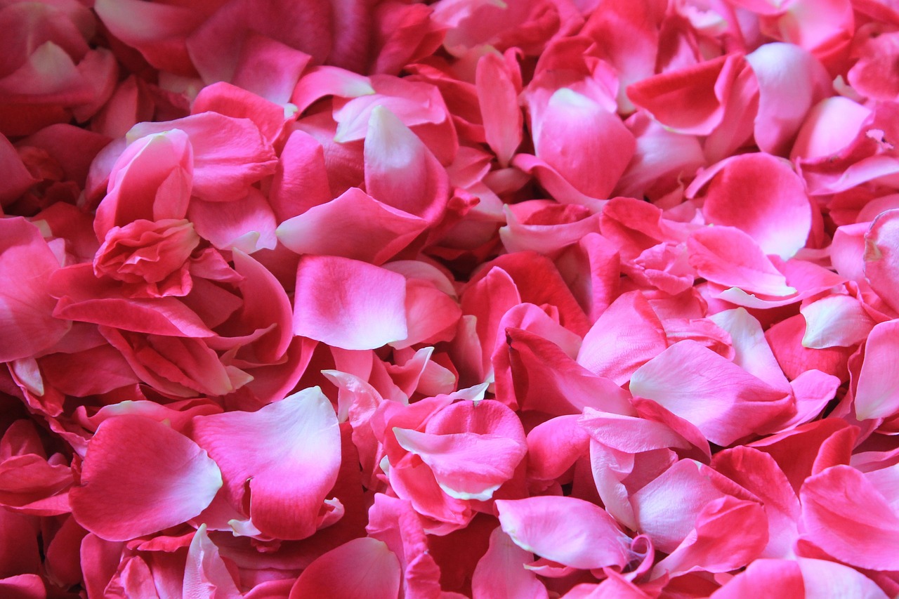 rose petals flower potpourri free photo