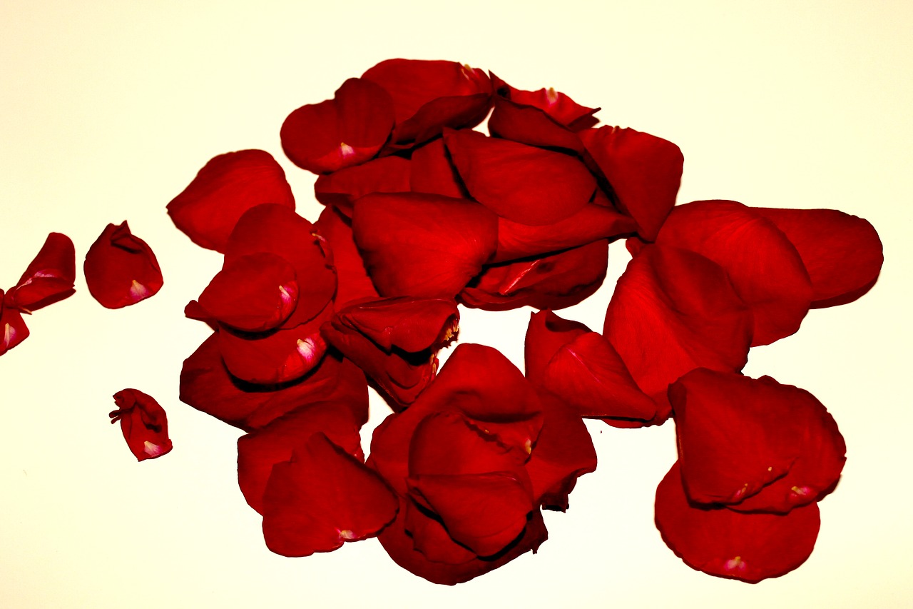 rose petals roses withered free photo