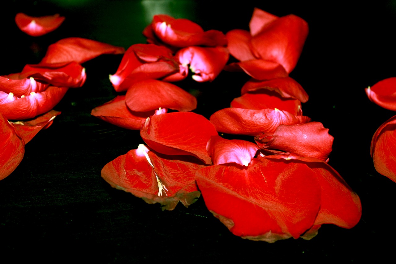 rose petals roses withered free photo
